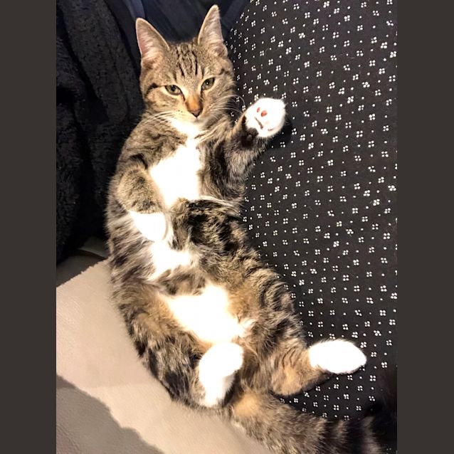 Photo of Michelangelo Meet Me At Neko Hq/Cat Lounge Preston