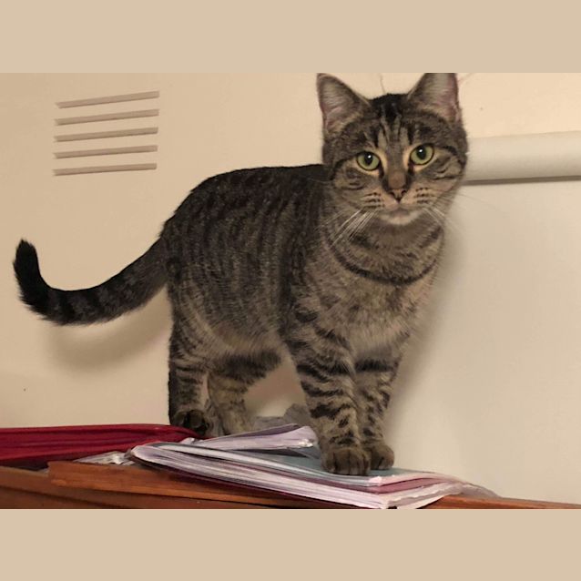 Photo of Emerald