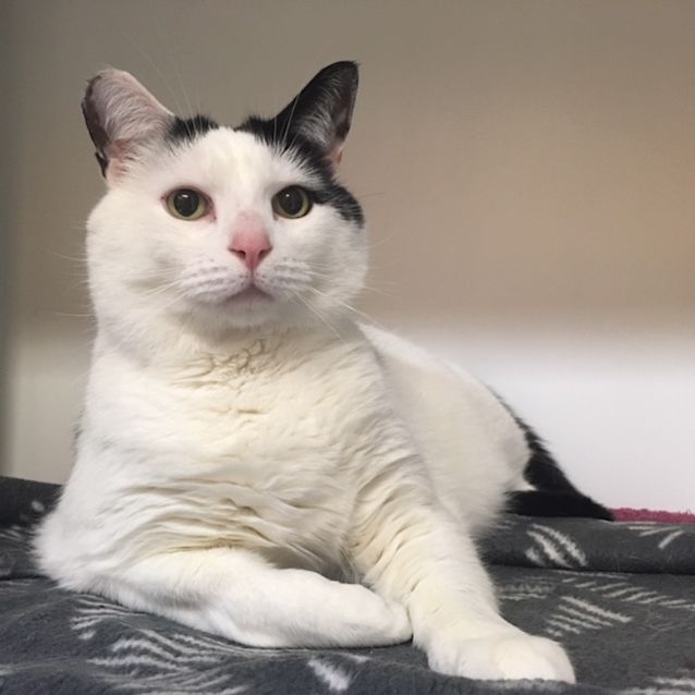 Photo of Palooka (Pal)