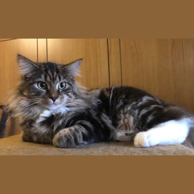 Photo of Angelic Anwen