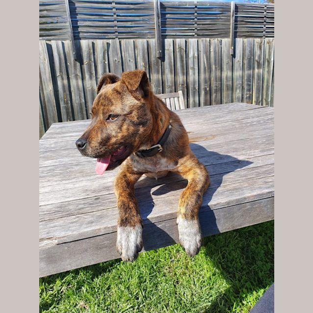 Photo of Skittles
