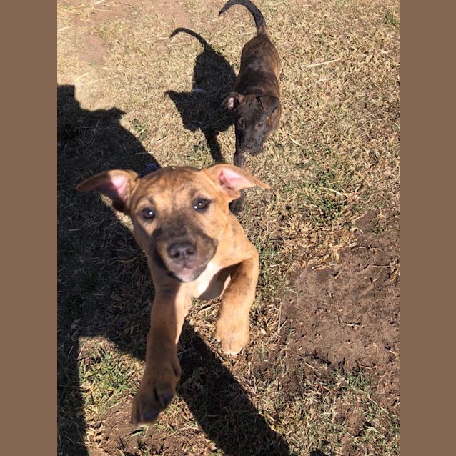 Photo of Caijen ~ 4 Month Old Staffy X (On Trial 25/10/19)