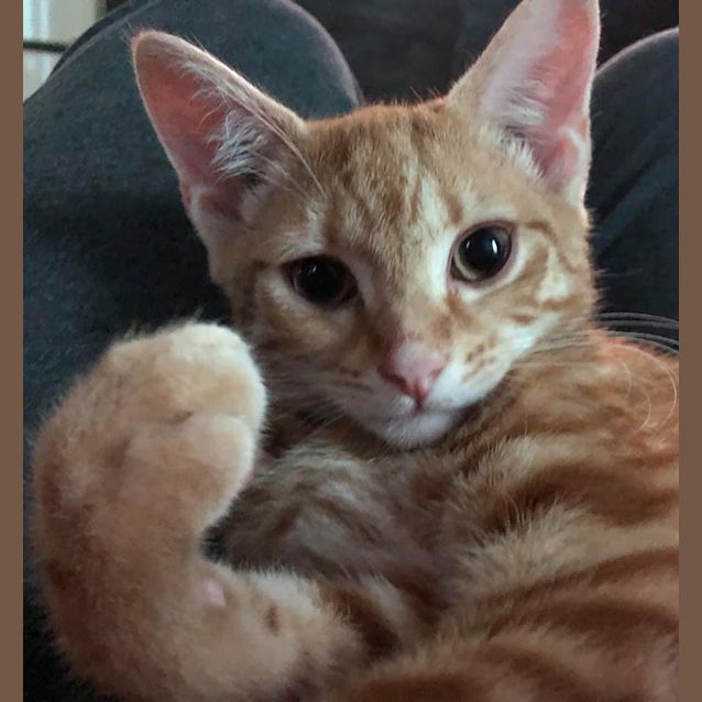 Photo of Ninja