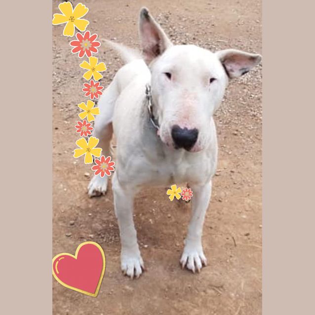 Photo of Sprocket   Foster Carer Needed