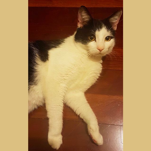 Photo of Hamilton  Meet Me At Neko Hq In Preston