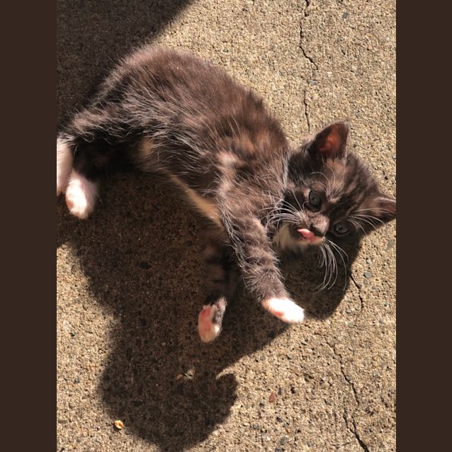 Photo of Socks