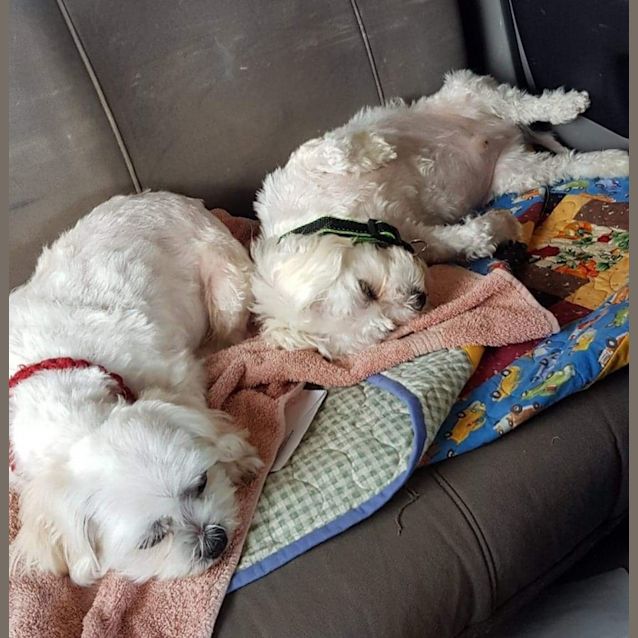 Photo of Misa And Milo  * On Trial   Applications Closed *