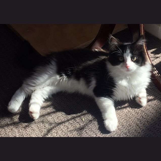 Photo of Napoleon