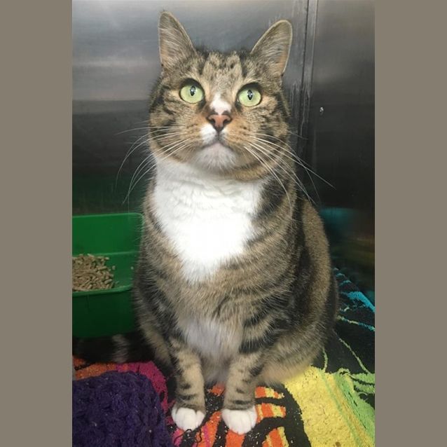 Photo of Simba