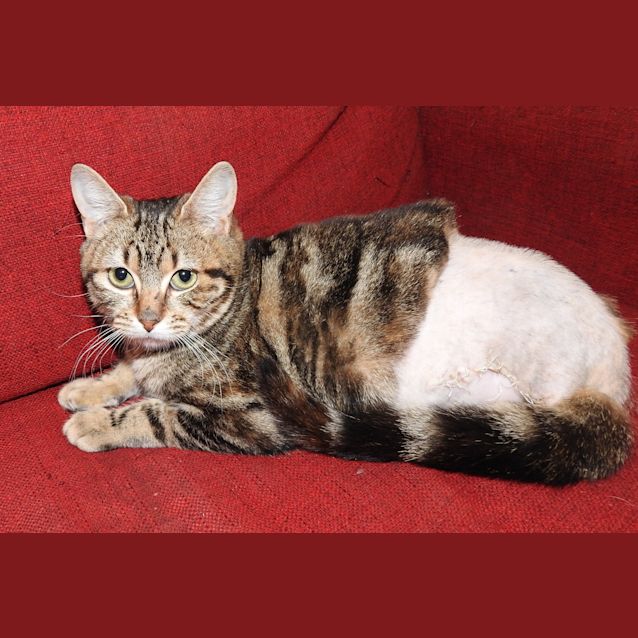 Photo of Sage