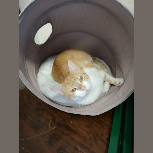 Photo of O.J.