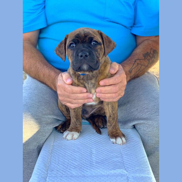 Photo of Angus