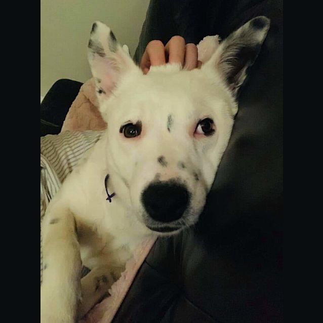 Photo of Bindi
