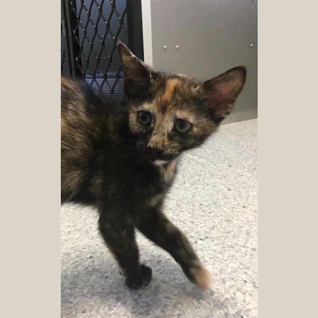 Photo of Stella