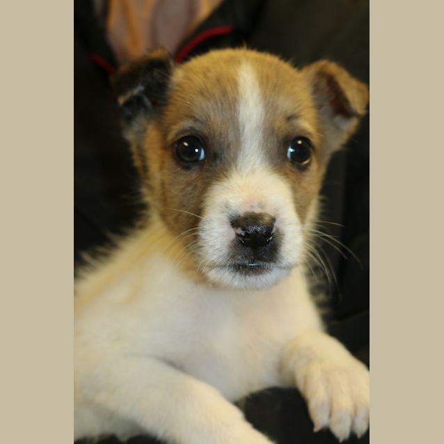 Photo of Columbo