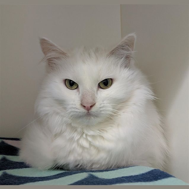 Photo of Echo