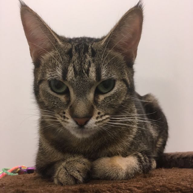 Photo of Bagheera