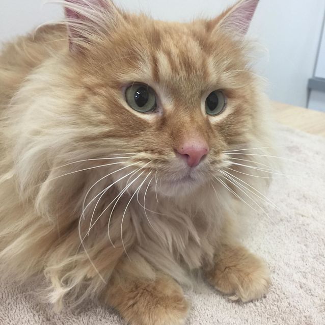 Photo of Oscar    Located In Northcote