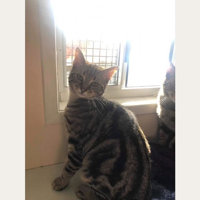 Photo of Piper