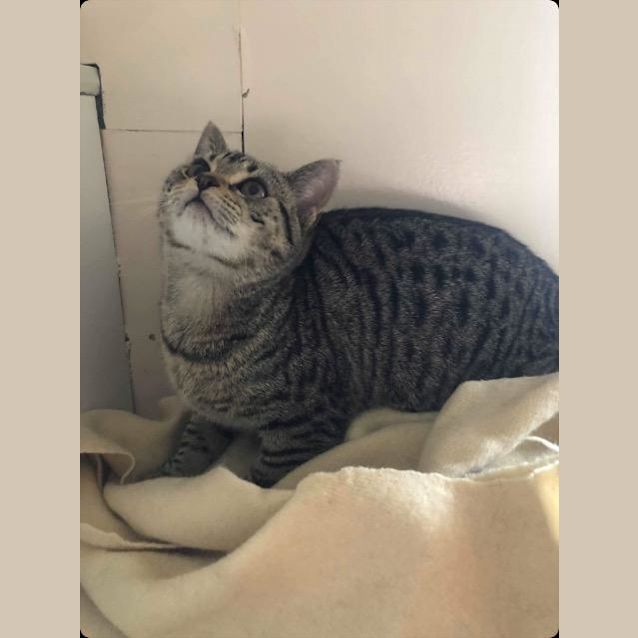 Photo of Violet