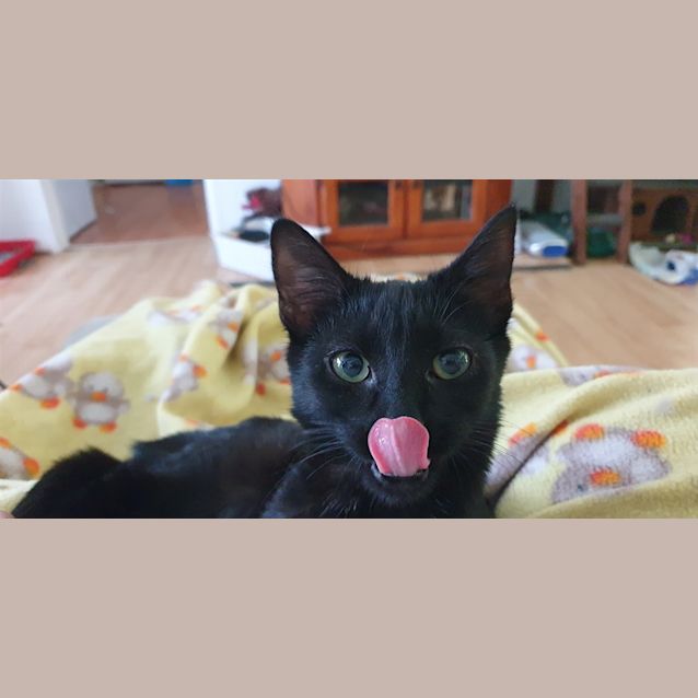 Photo of Bellatrix