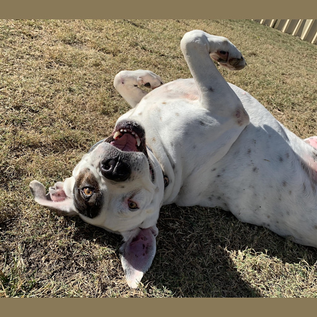 Photo of Belle