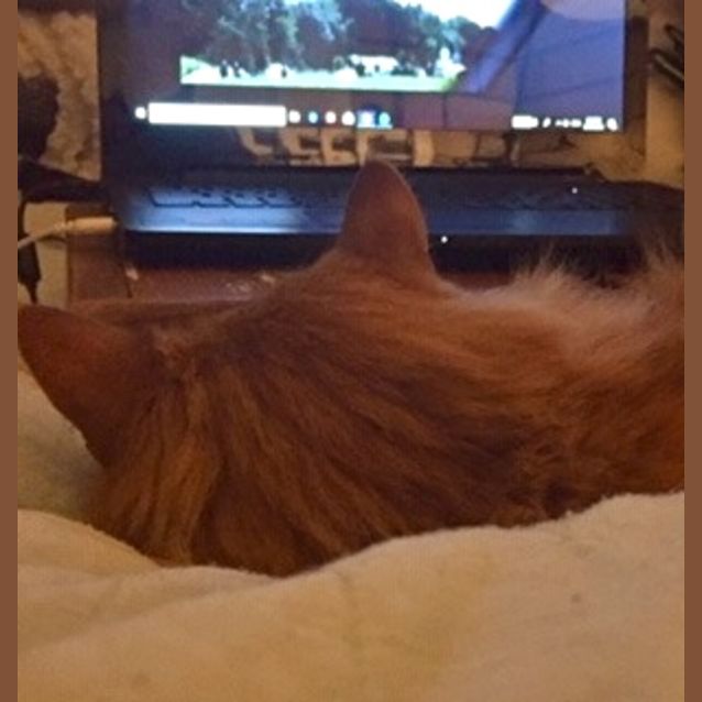 Photo of Simba