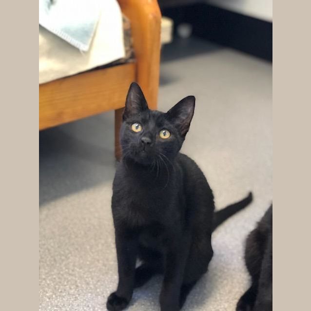 Photo of Toothless
