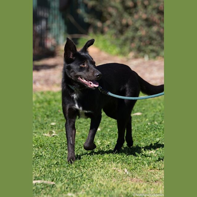 Photo of Popcorn  ** On Trial **