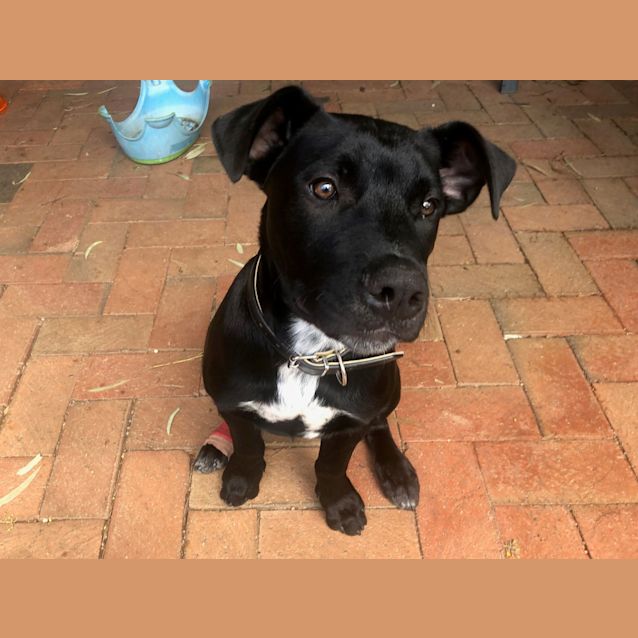 Photo of **On Trial** Shadow