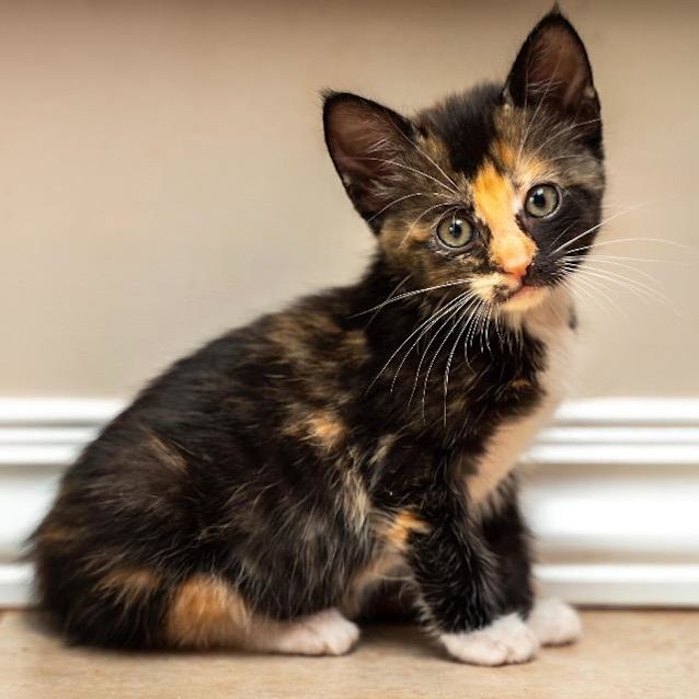 Photo of Chrissy Kitty
