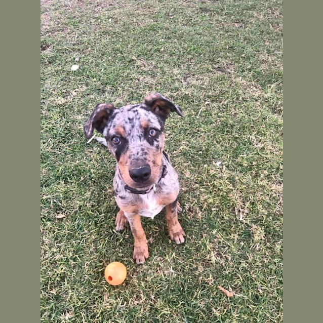 Photo of Trixie