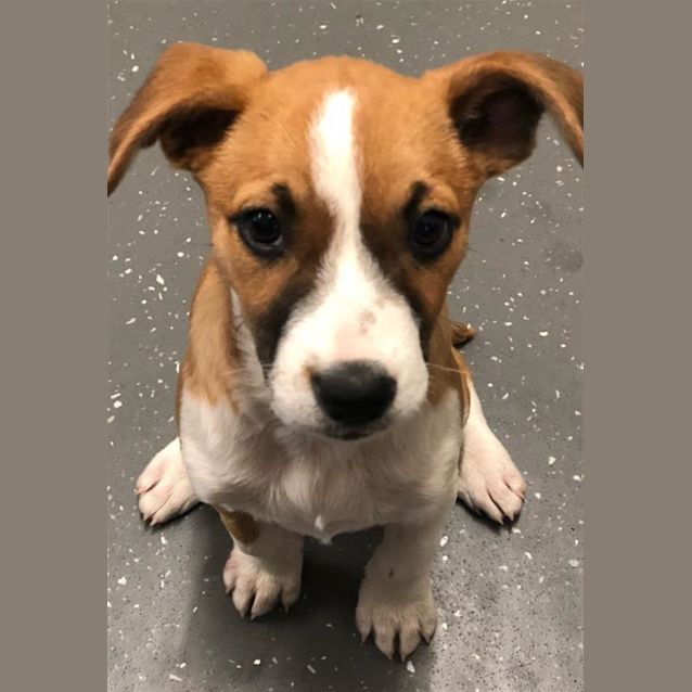 Photo of Bella