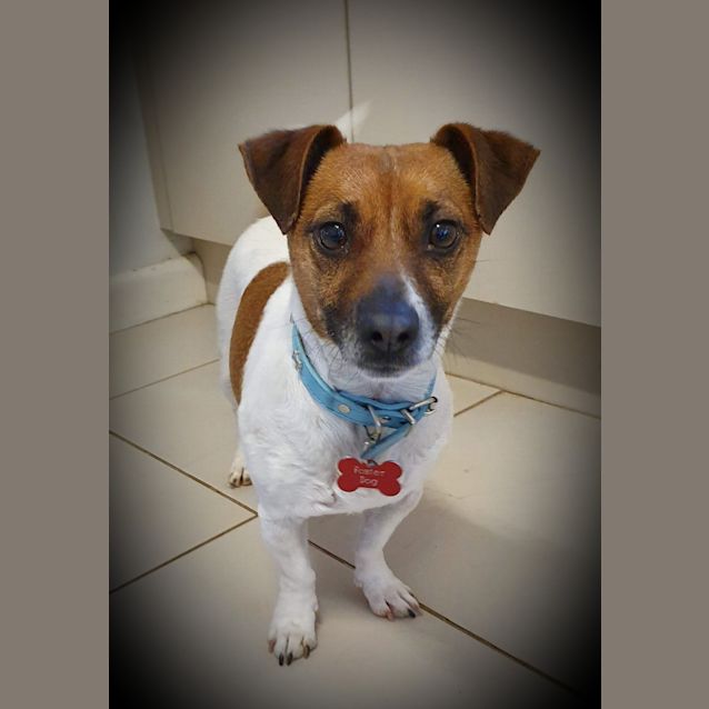 Photo of Oscar