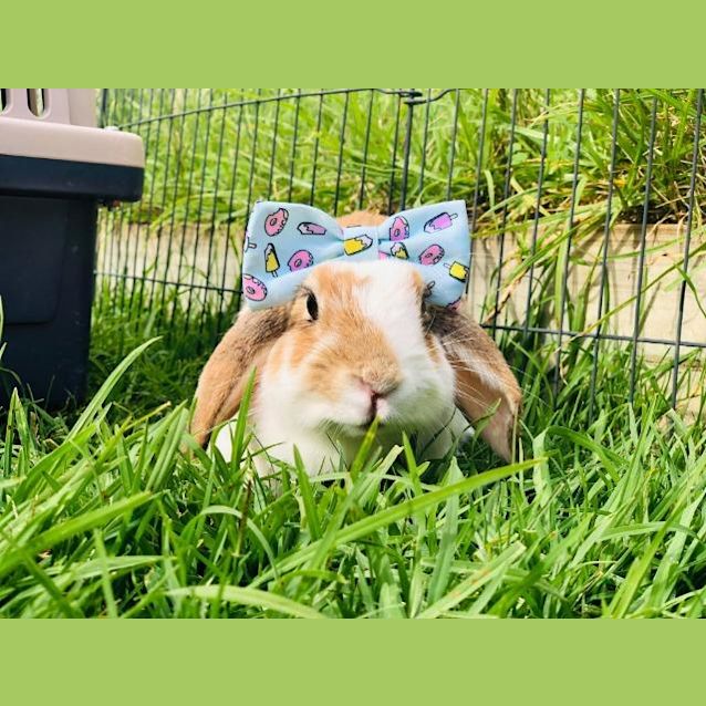 Photo of Freya