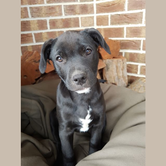 Photo of Ebony