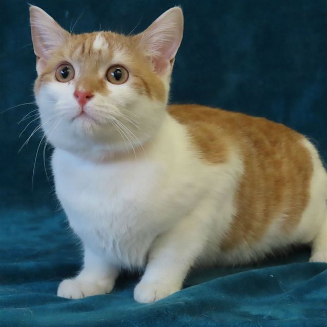 Photo of Caramel Milk