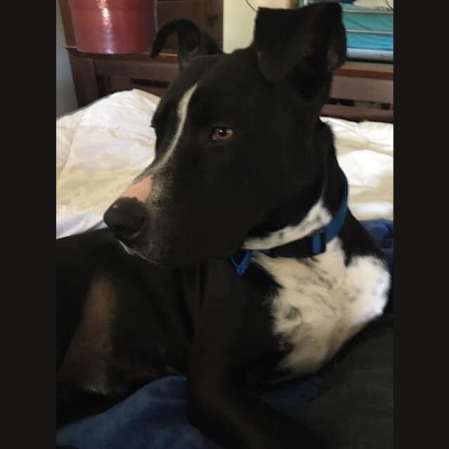 Photo of Sarge (Adoption Pending)