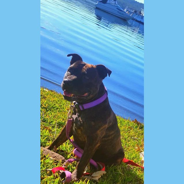 Photo of Pepper 