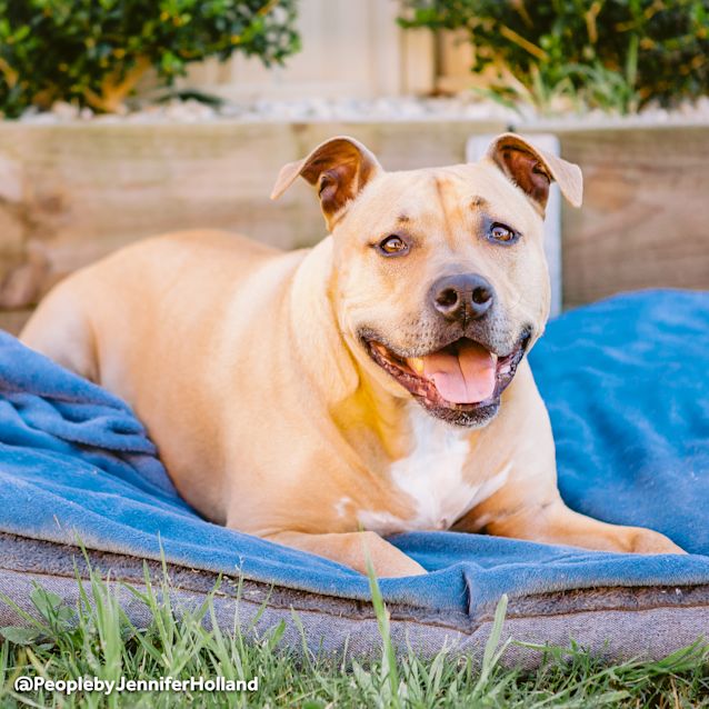 Photo of Riley ~ Staffy X (On Trial 5/9/19)
