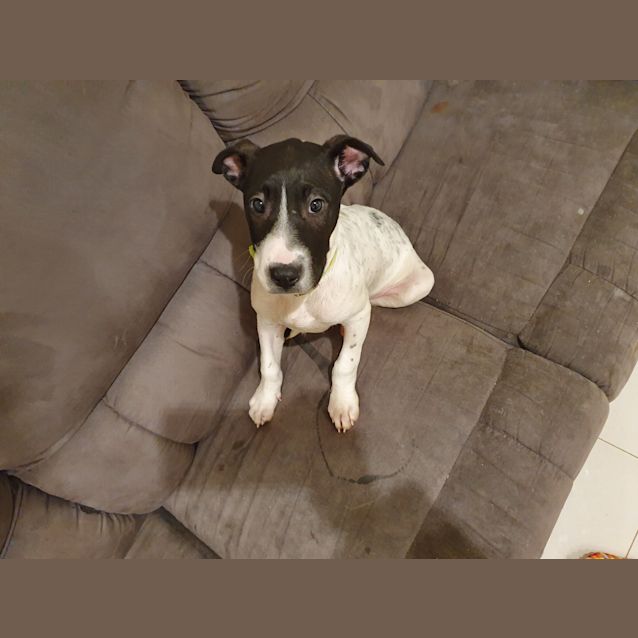 Photo of Dumpling