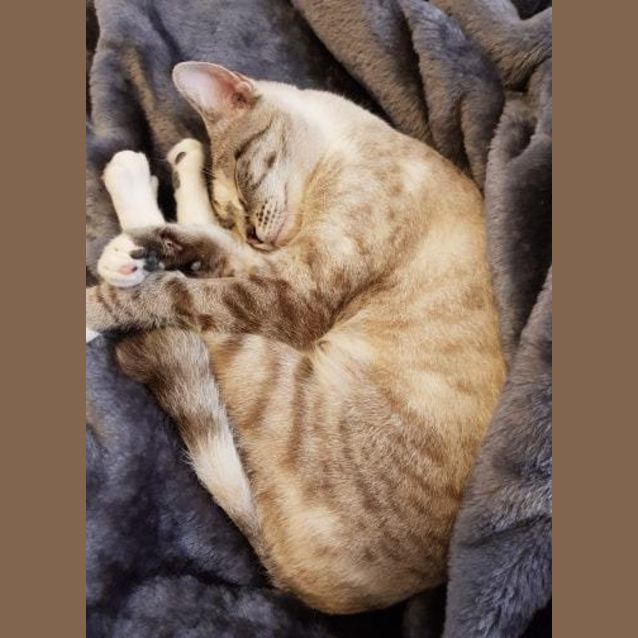 Photo of Amethyst