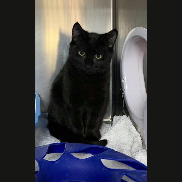 Photo of Sooty
