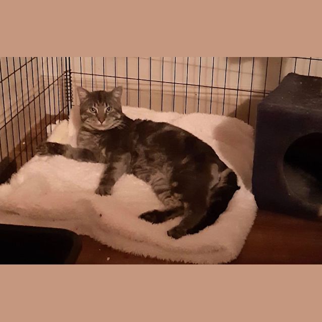 Photo of Otis