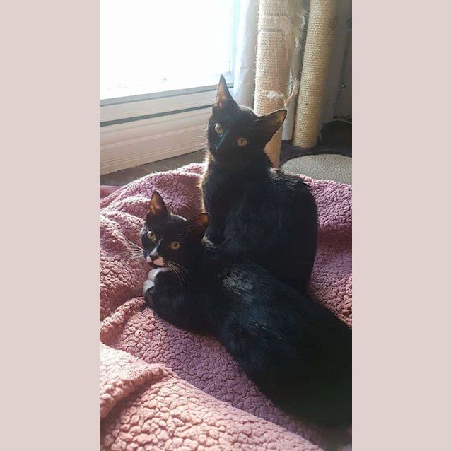 Photo of Jules & Pepper