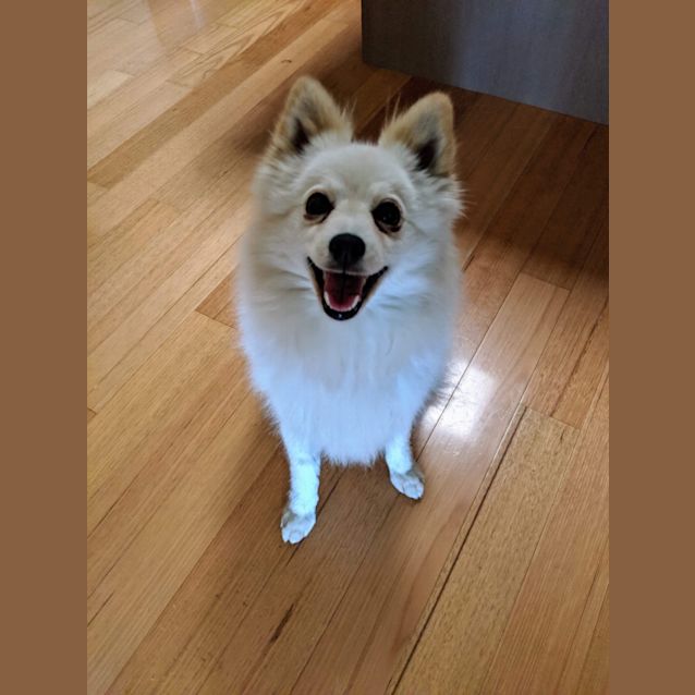 Photo of Bo