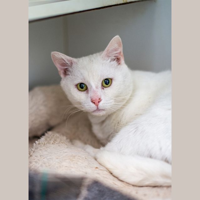 Photo of Snowflake
