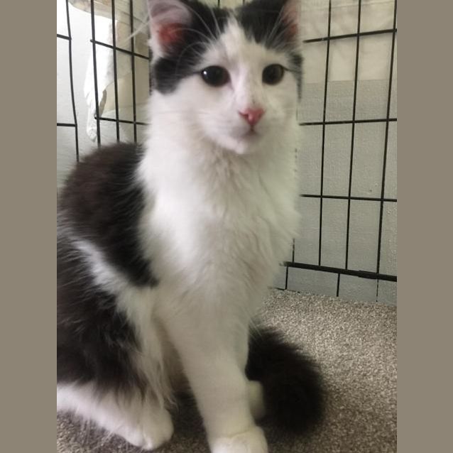 Photo of Phantom