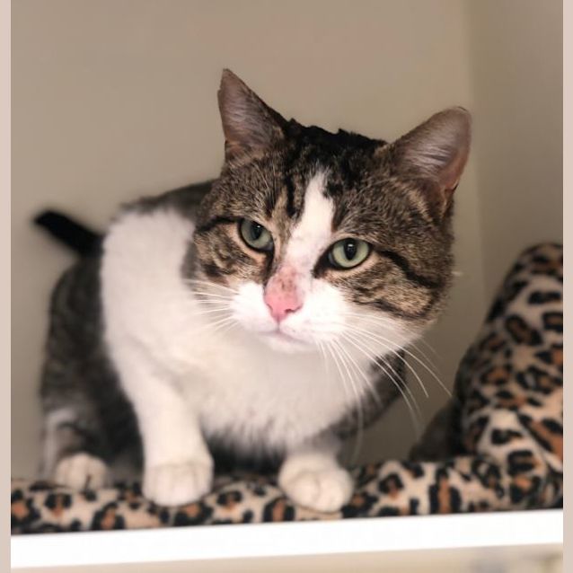 Photo of Moose