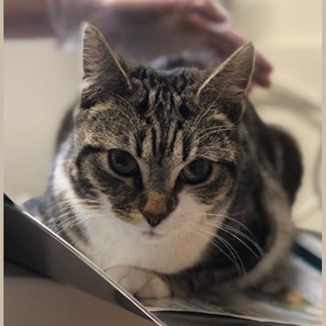 Photo of Cupcake